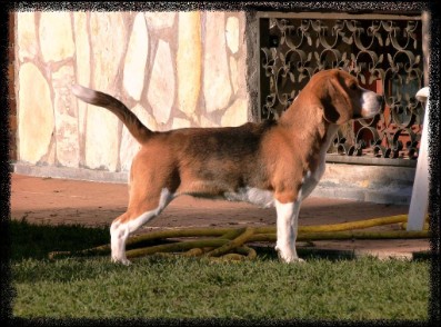 Memphis Belle beagle